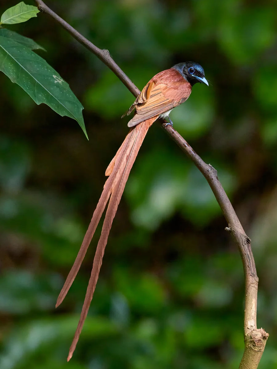 两根长长的中央尾羽