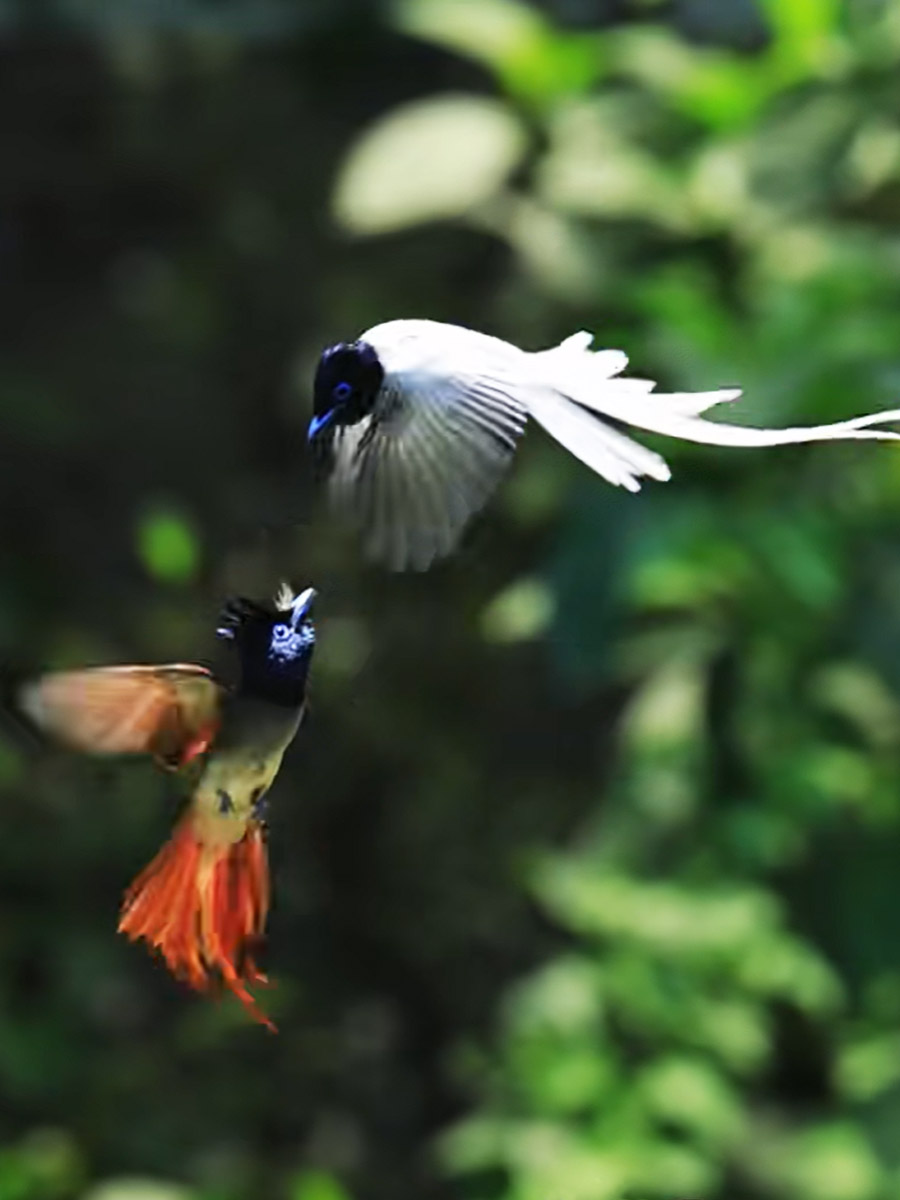 雌雄寿带鸟在空中嬉戏