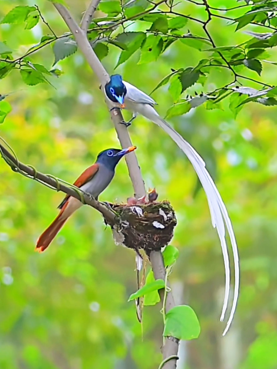 雌雄寿带鸟喂食雏鸟