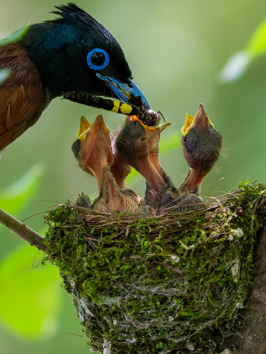 寿带亲鸟站在巢边喂食雏鸟清晰抓拍