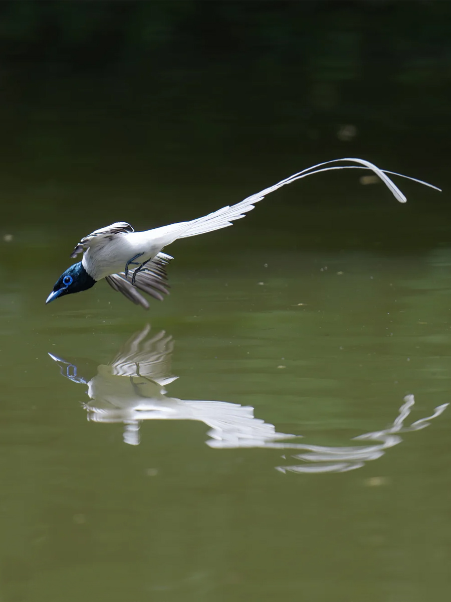 两根延长的尾羽摇曳生姿