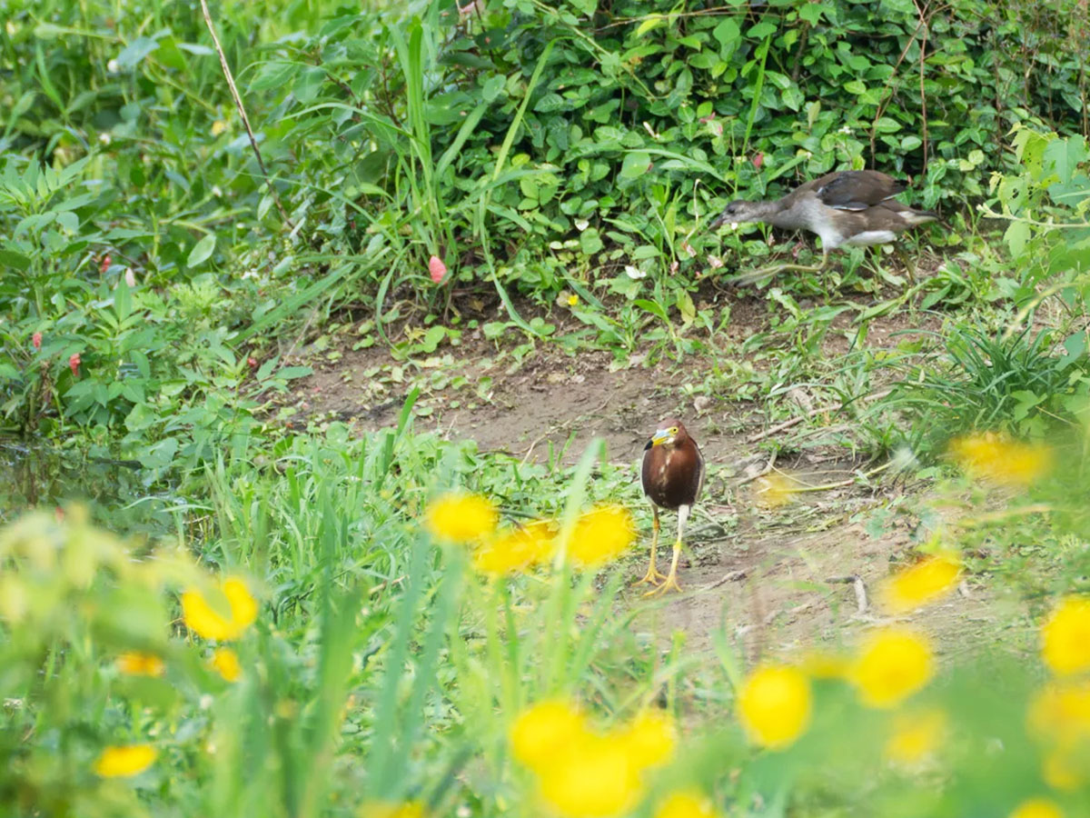 涉禽池鹭与黑水鸡