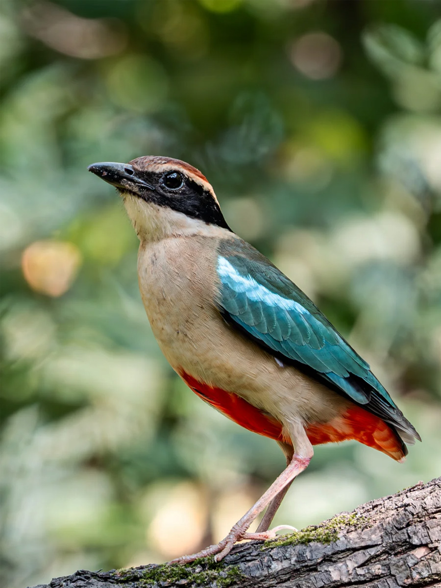 大自然的色彩大师——仙八色鸫