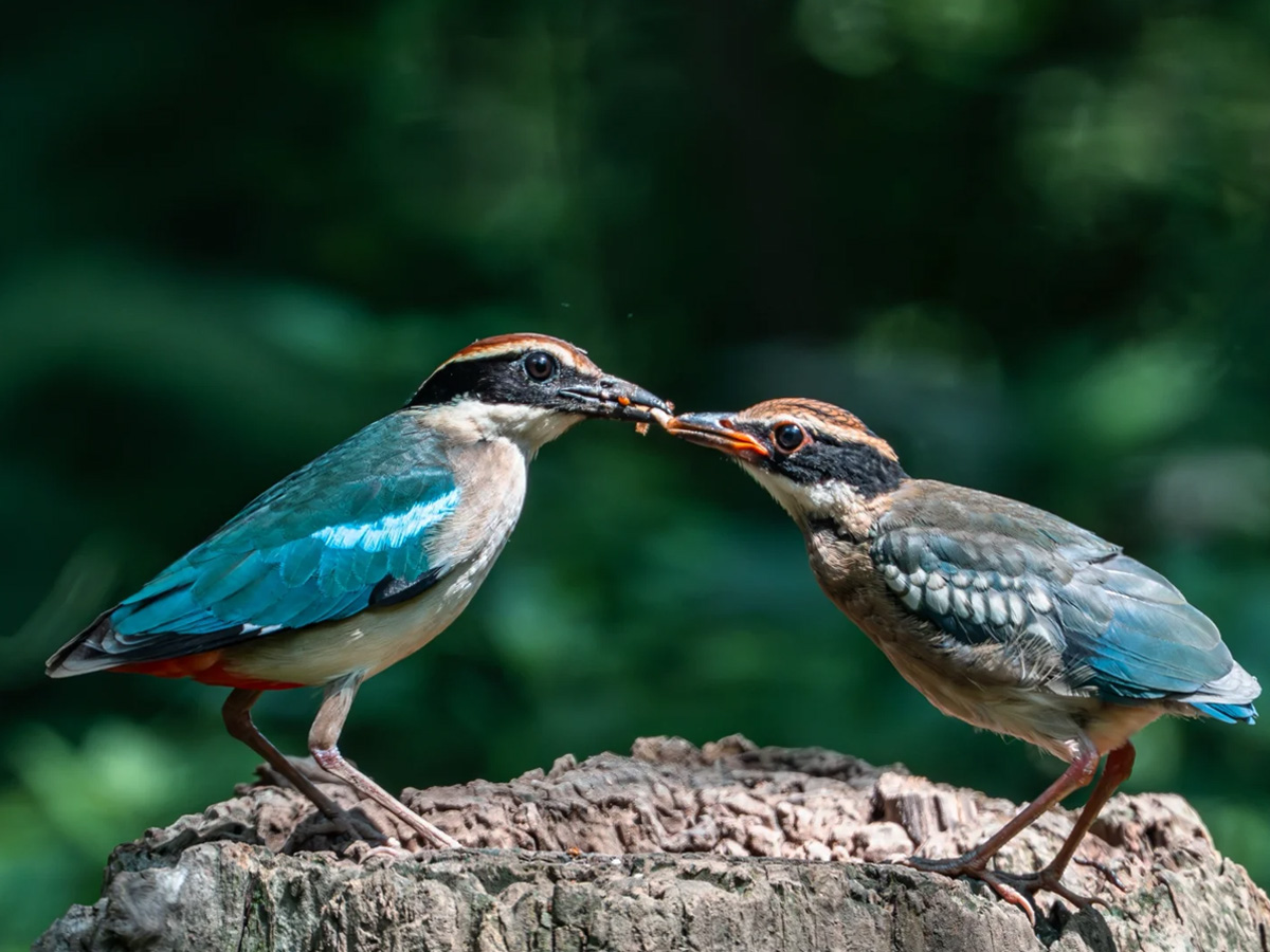 亲鸟喂食刚离巢不久的幼鸟