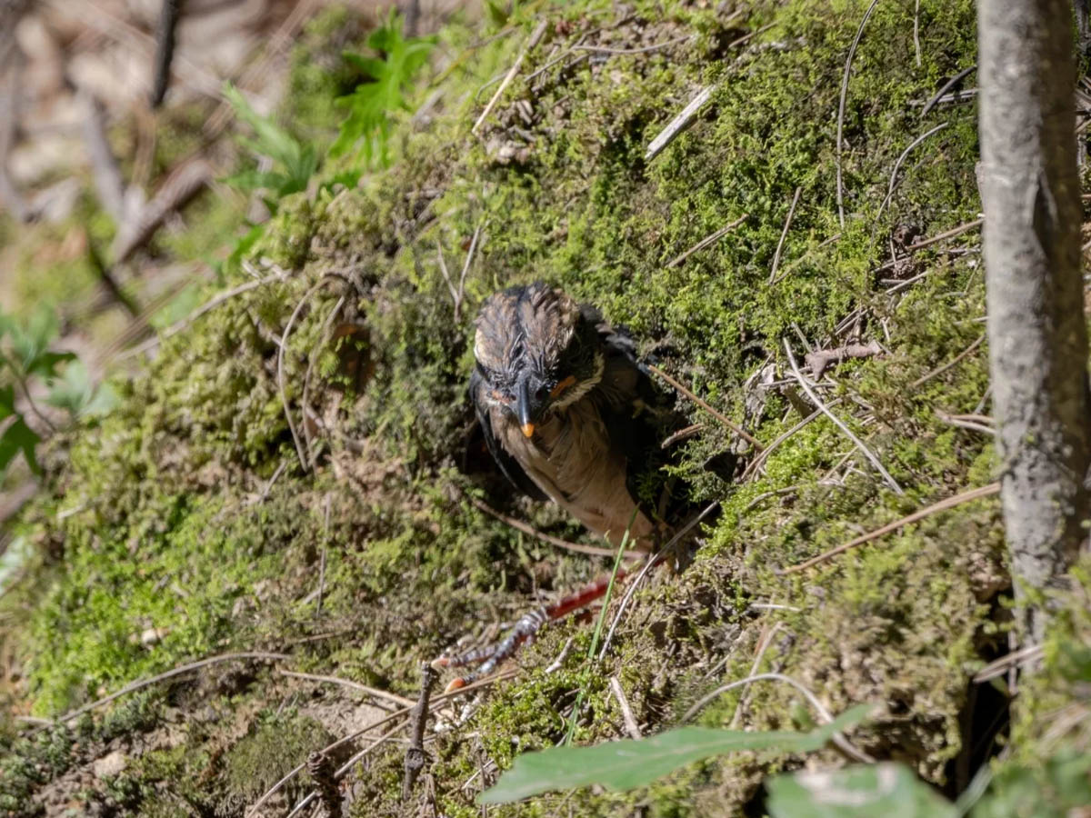 第一只雏鸟走出鸟巢