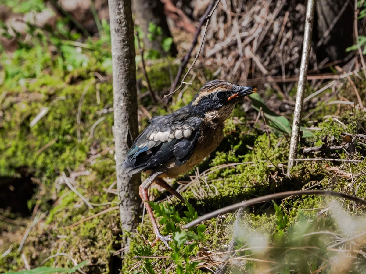 仙八色鸫雏鸟准备飞走