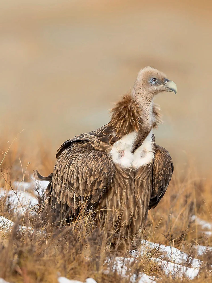清晰拍摄高山兀鹫呈淡黄褐色具不规则褐斑的覆羽