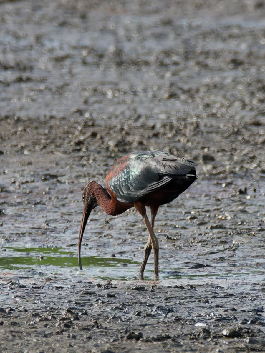 一只彩鹮在沼泽地觅食
