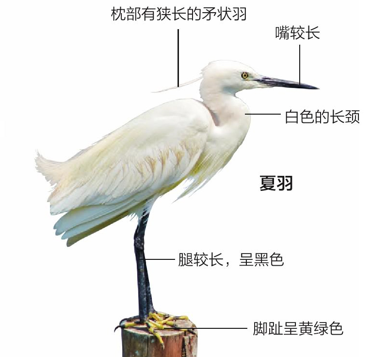 小白鹭形态特征图