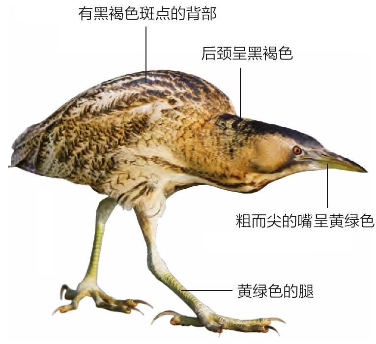 大麻鳽形态特征图