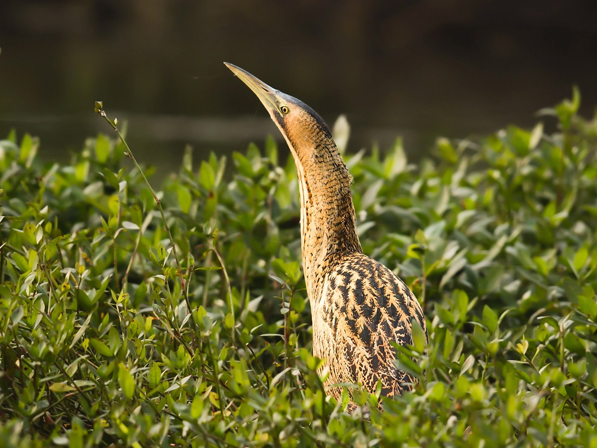 大麻鳽野拍
