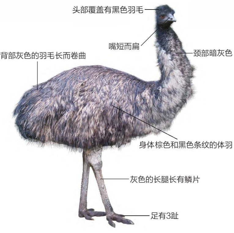 鸸鹋形态特征图