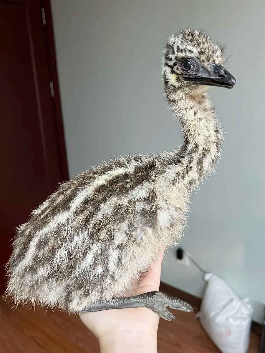 幼鸟