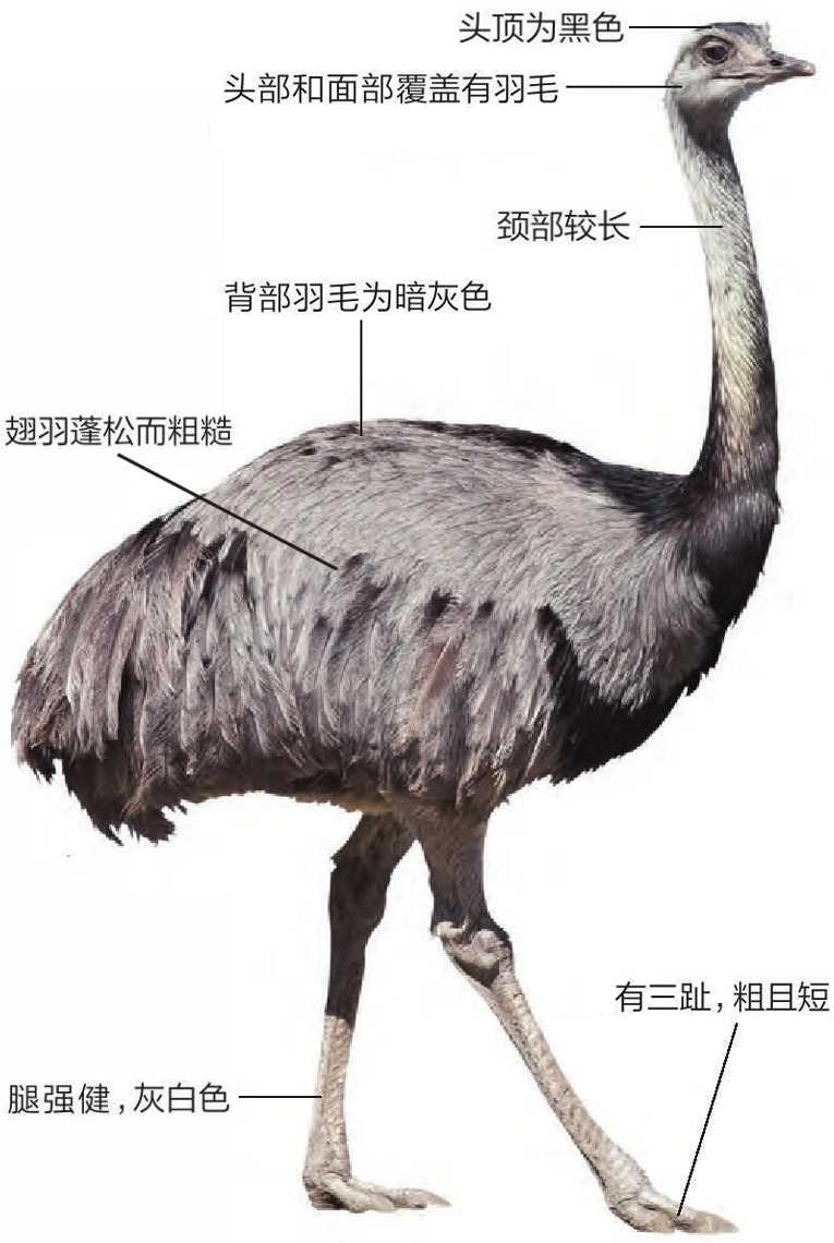 大美洲鸵鸟形态特征图