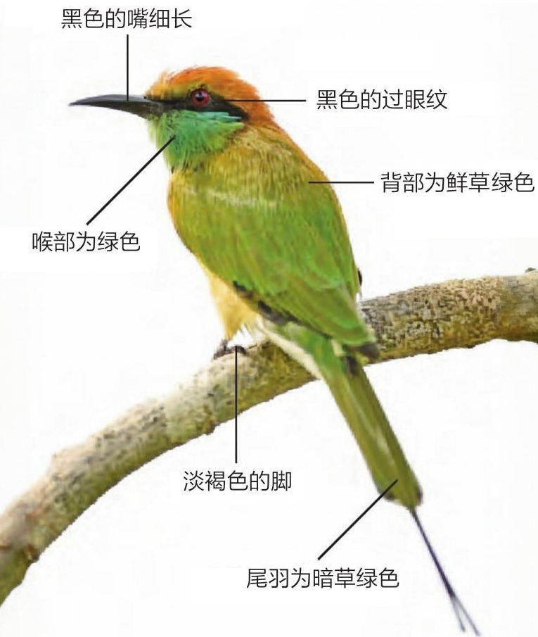 绿喉蜂虎形态特征图