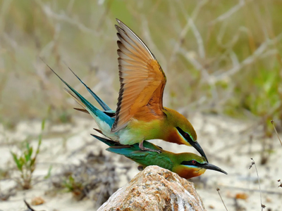 色彩鲜明的栗喉蜂虎