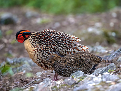 爱鸟者野拍黄腹角雉