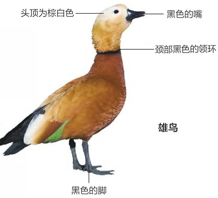 赤麻鸭形态特征图
