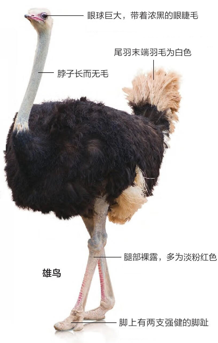 非洲鸵鸟形态特征图