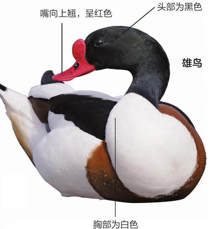 翘鼻麻鸭雄鸟形态特征图