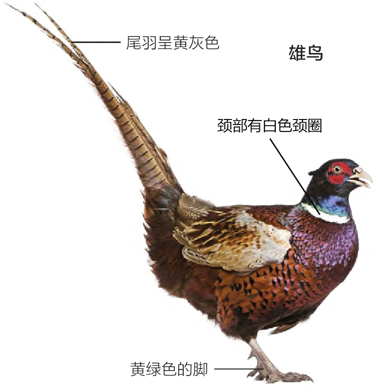 雉鸡雄鸟形态特征图