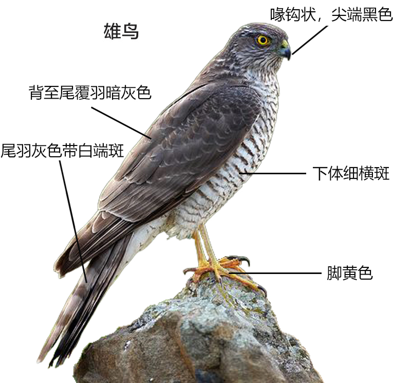 雄性雀鹰形态特征图