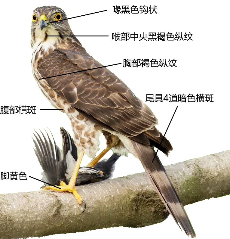 松雀鹰形态特征图