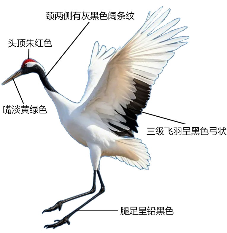 丹顶鹤形态特征图