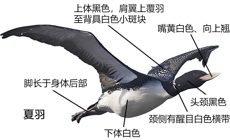 黄嘴潜鸟形态特征图