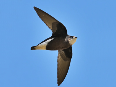 白喉针尾雨燕野拍