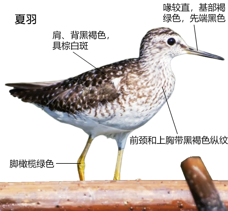 林鹬形态特征图