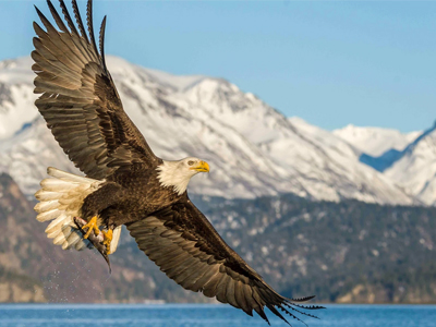 镜头定格大自然中的白头海雕