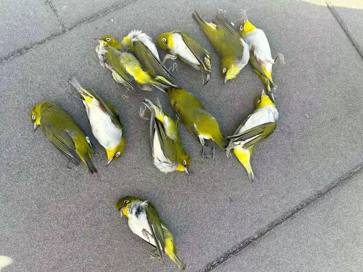 疑似撞击玻璃幕墙死亡的红胁绣眼鸟