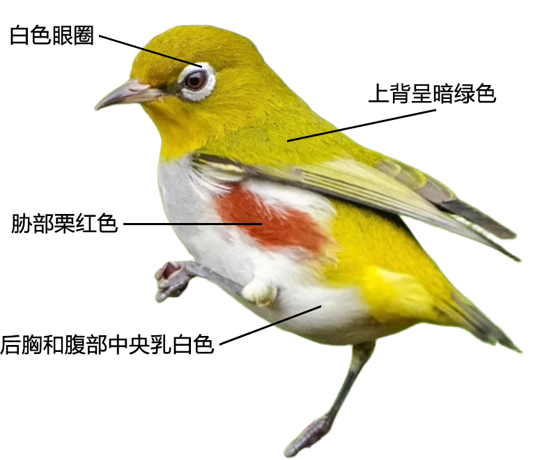 红胁绣眼鸟形态特征图