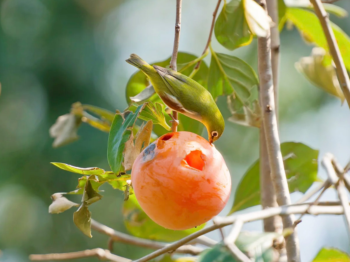 红胁绣眼吃柿子