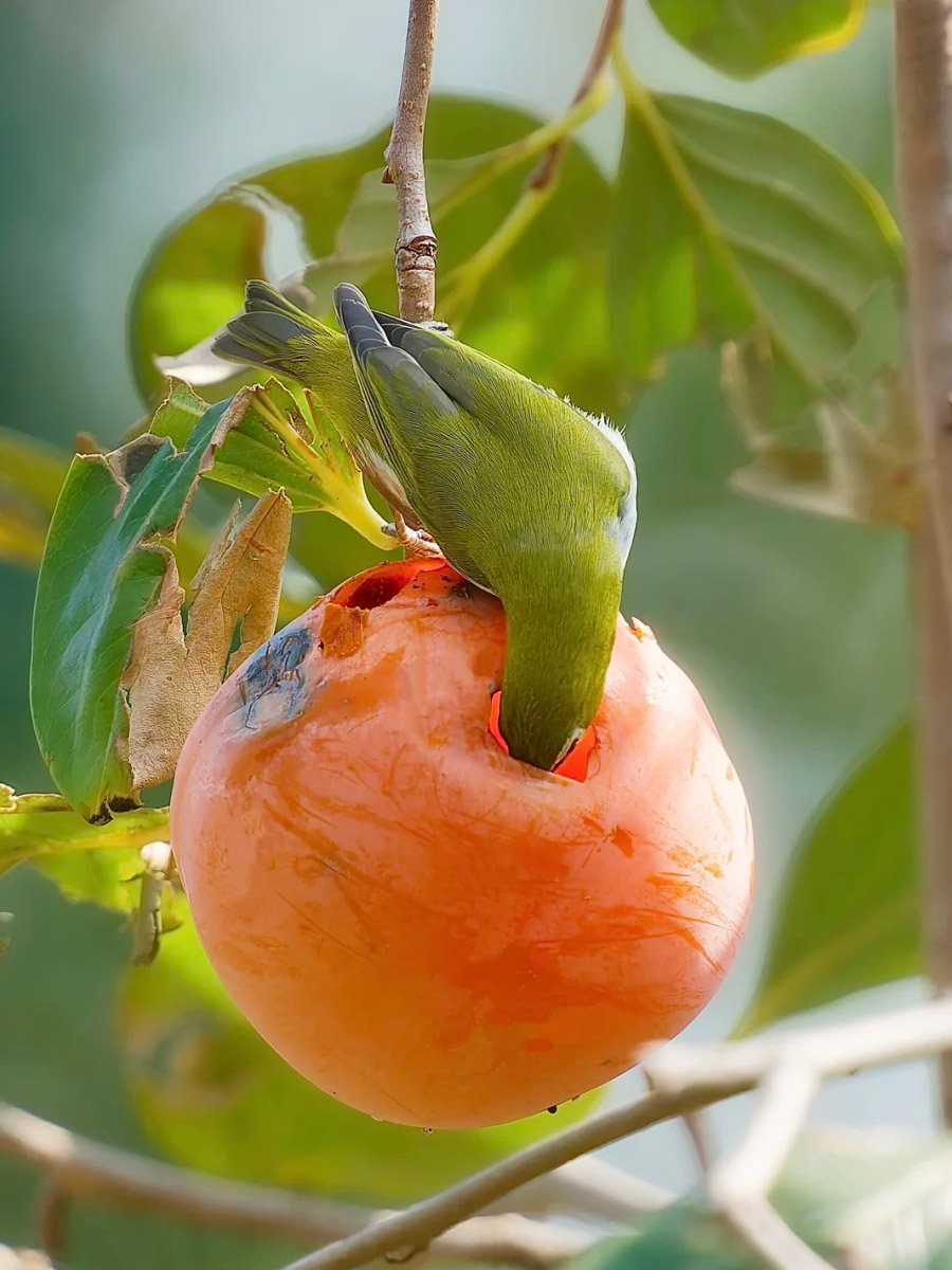 观鸟者抓拍红胁绣眼鸟沉浸式吃柿子