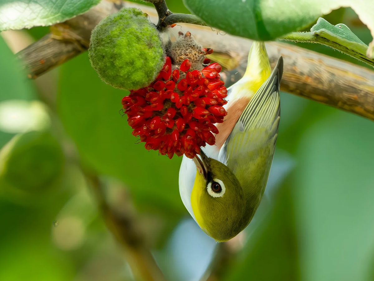 红胁绣眼鸟吃构树果实