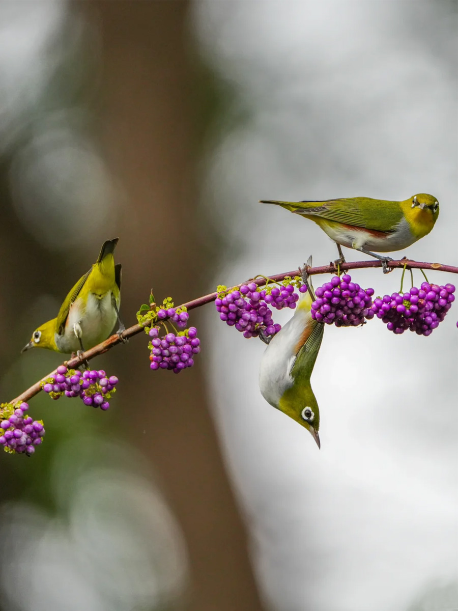 三只红胁绣眼鸟