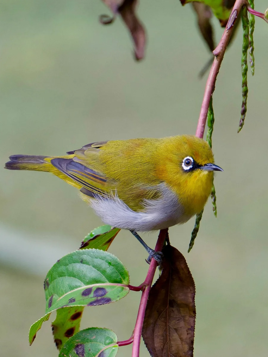 灰腹绣眼鸟伫立枝头