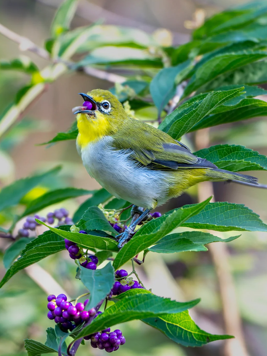 暗绿绣眼鸟食用紫珠果实