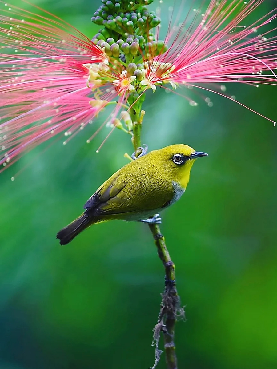 暗绿绣眼鸟伫立枝头