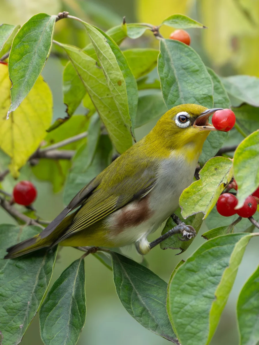 红胁绣眼鸟食用红果