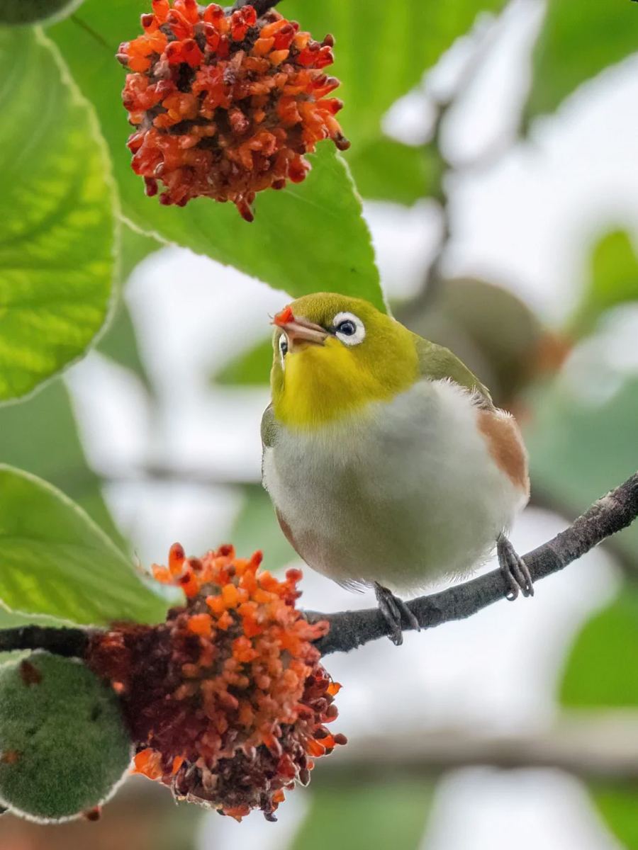 红胁绣眼鸟觅食