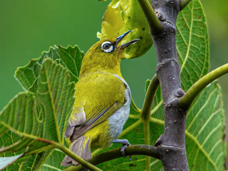 灰腹绣眼鸟叫声