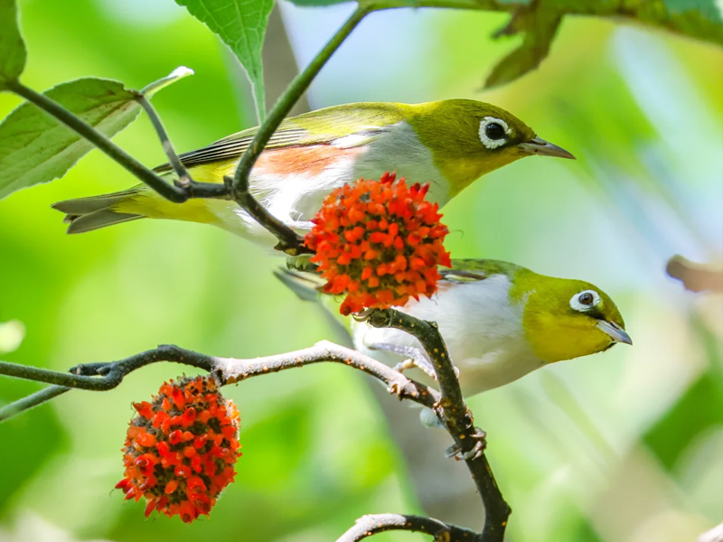 红胁绣眼鸟叫声