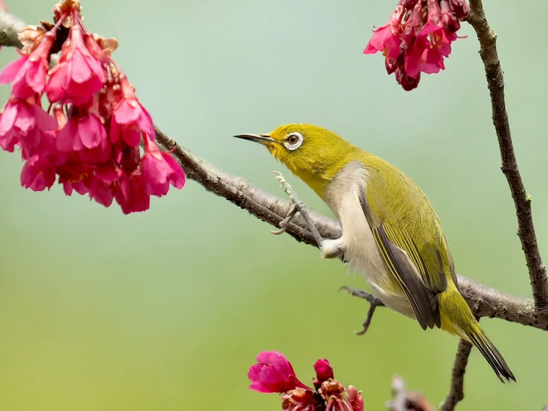 暗绿绣眼鸟叫声