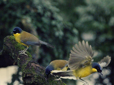 中法携手共护珍稀蓝冠噪鹛种群