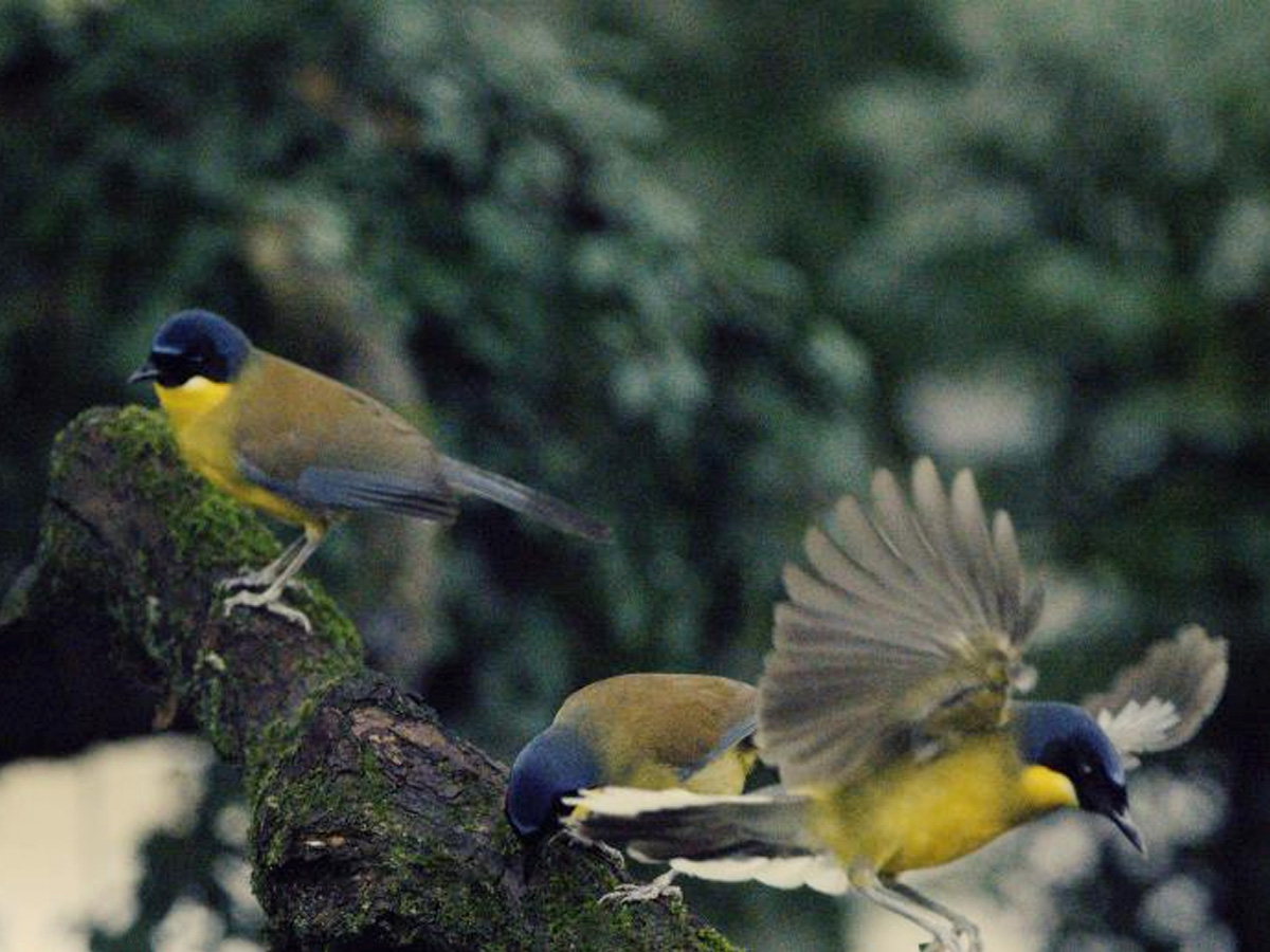 2025年5月在江西婺源拍摄的蓝冠噪鹛