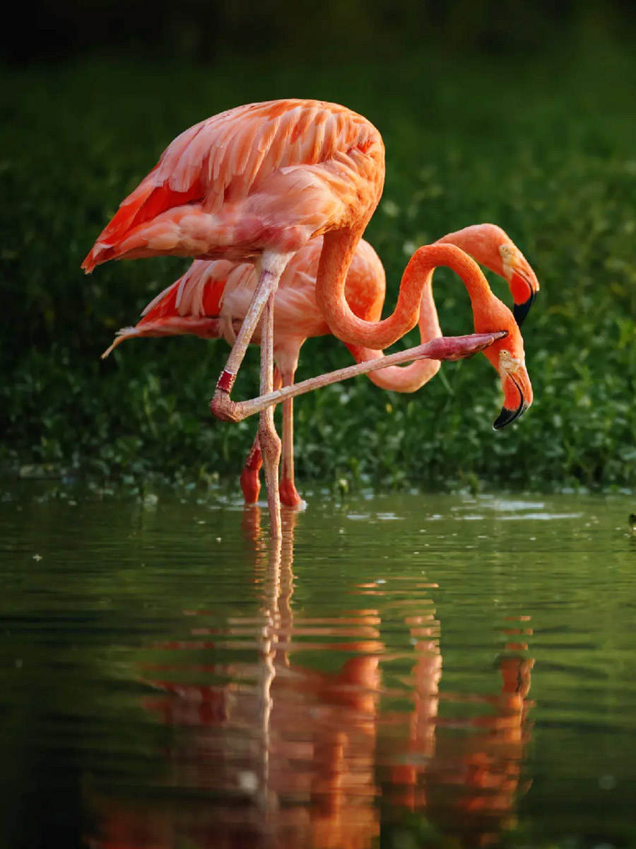 南湖公园火烈鸟