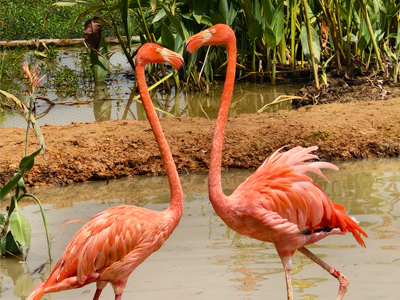 观鸟者拍摄广西南宁南湖公园火烈鸟